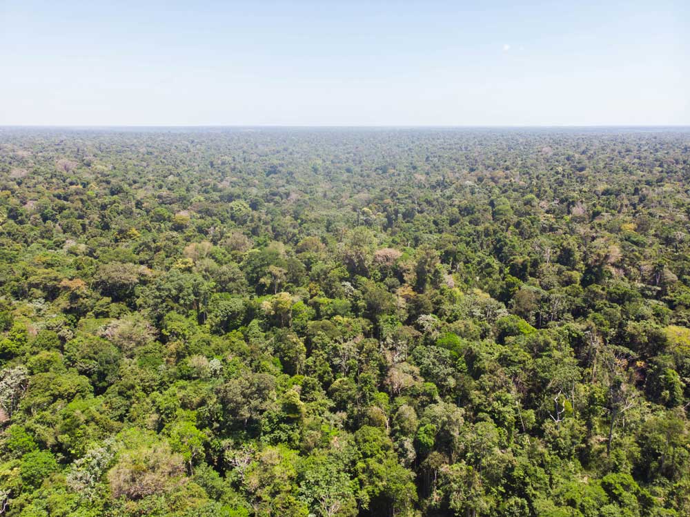 Brazilian Amazon Avoided Deforestation