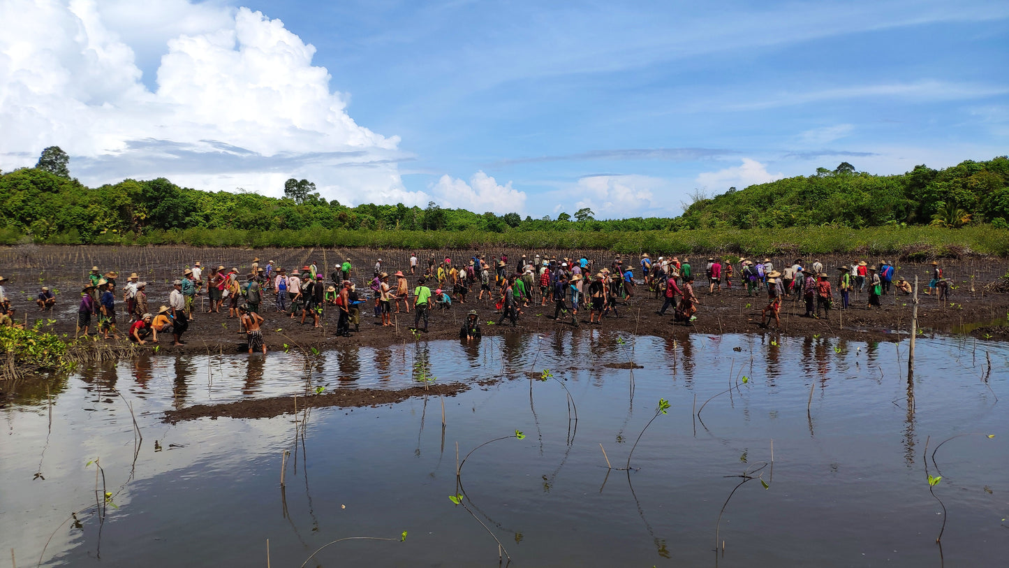 Myanmar Mangrove Restoration