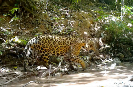 Selva de Urundel (Argentina) Reduced Emissions from Deforestation and Forest Degradation