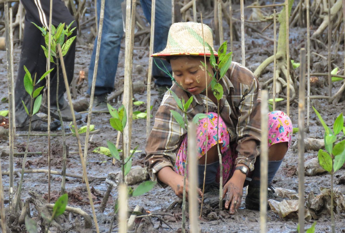 Myanmar Mangrove Restoration