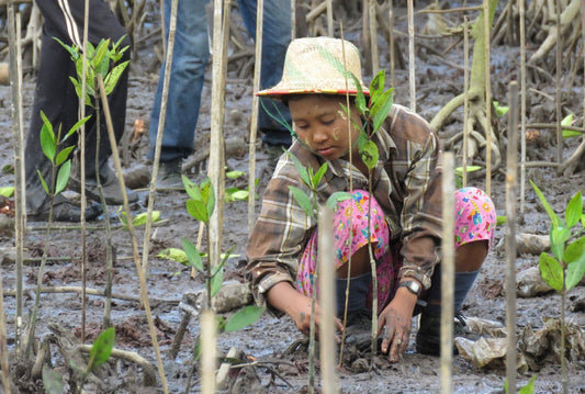 Myanmar Mangrove Restoration