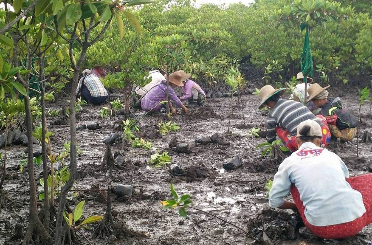 Myanmar Mangrove Restoration