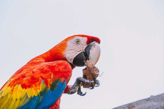 Brazilian Amazon Avoided Deforestation