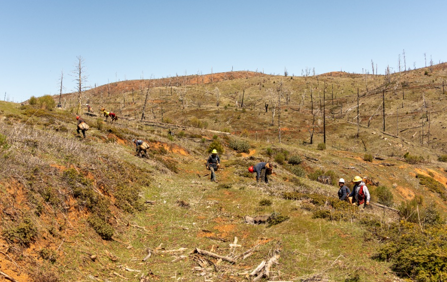 Tree Planting: California Post Fire Restoration