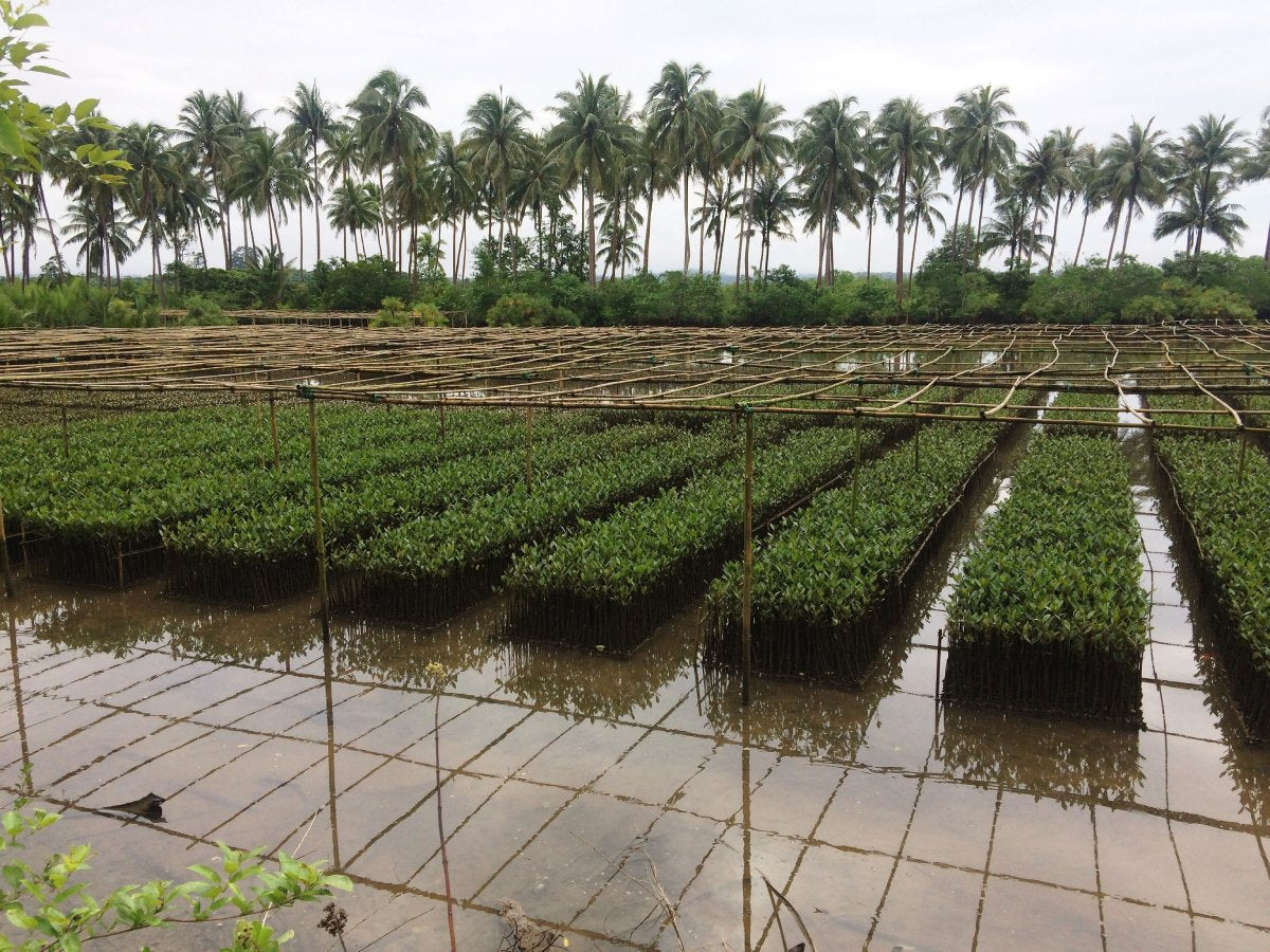 Myanmar Mangrove Restoration