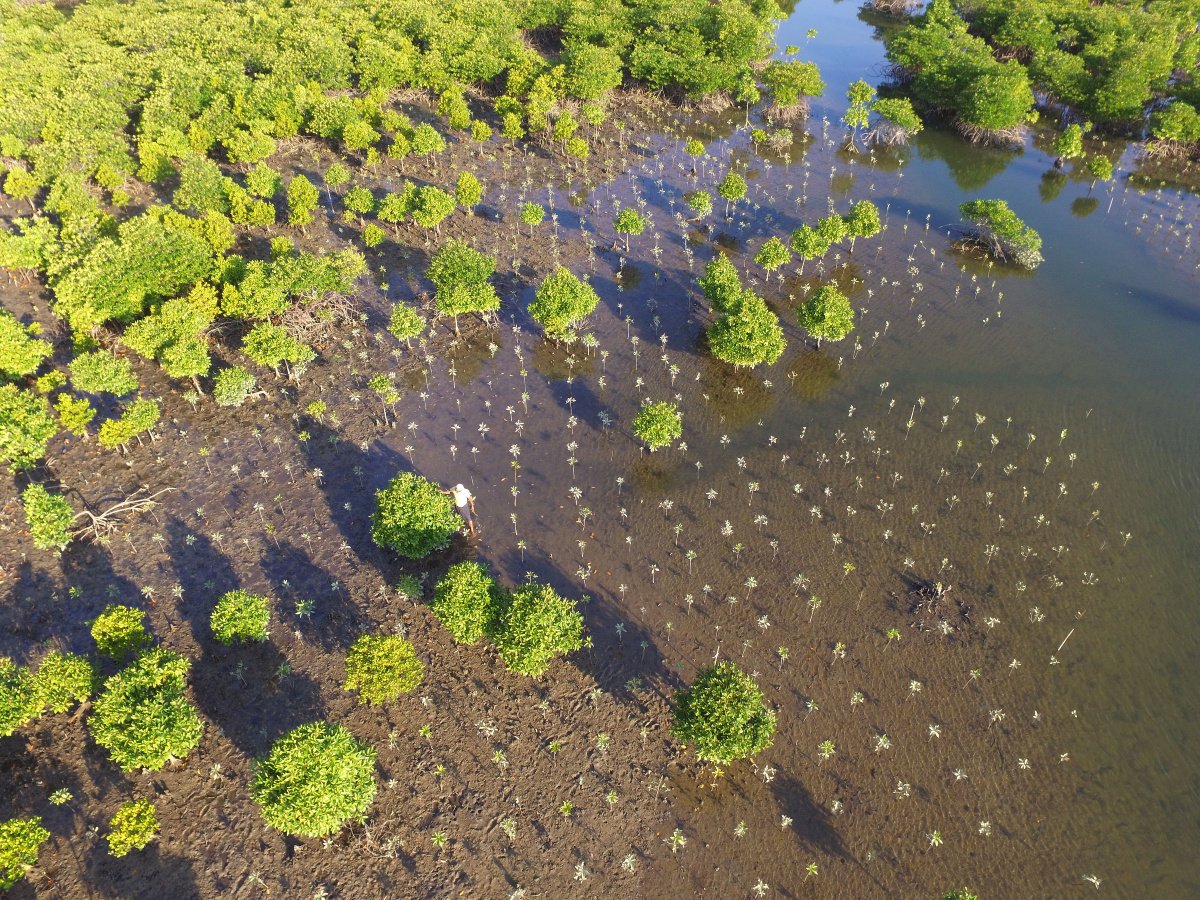 Myanmar Mangrove Restoration