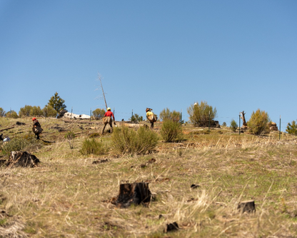 Tree Planting: California Post Fire Restoration