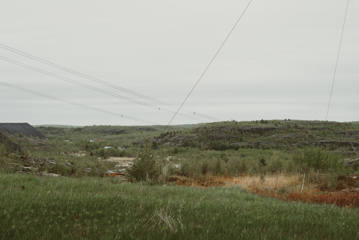 Tree Planting: Sudbury Landscape Restoration