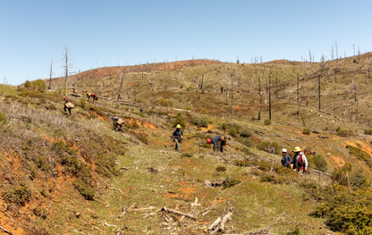 Tree Planting: California Post Fire Restoration