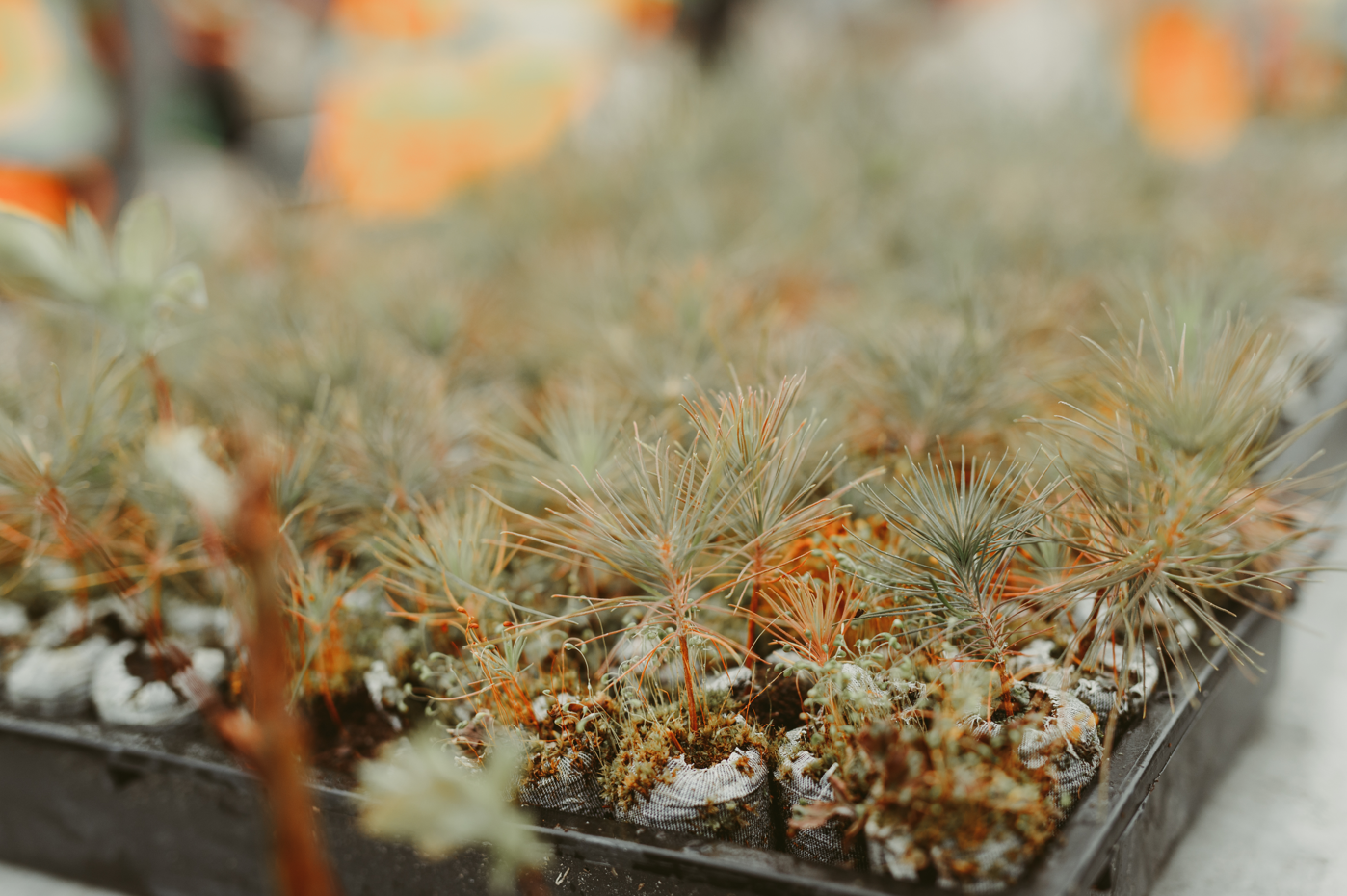 Tree Planting: Sudbury Landscape Restoration