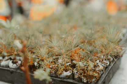 Tree Planting: Sudbury Landscape Restoration