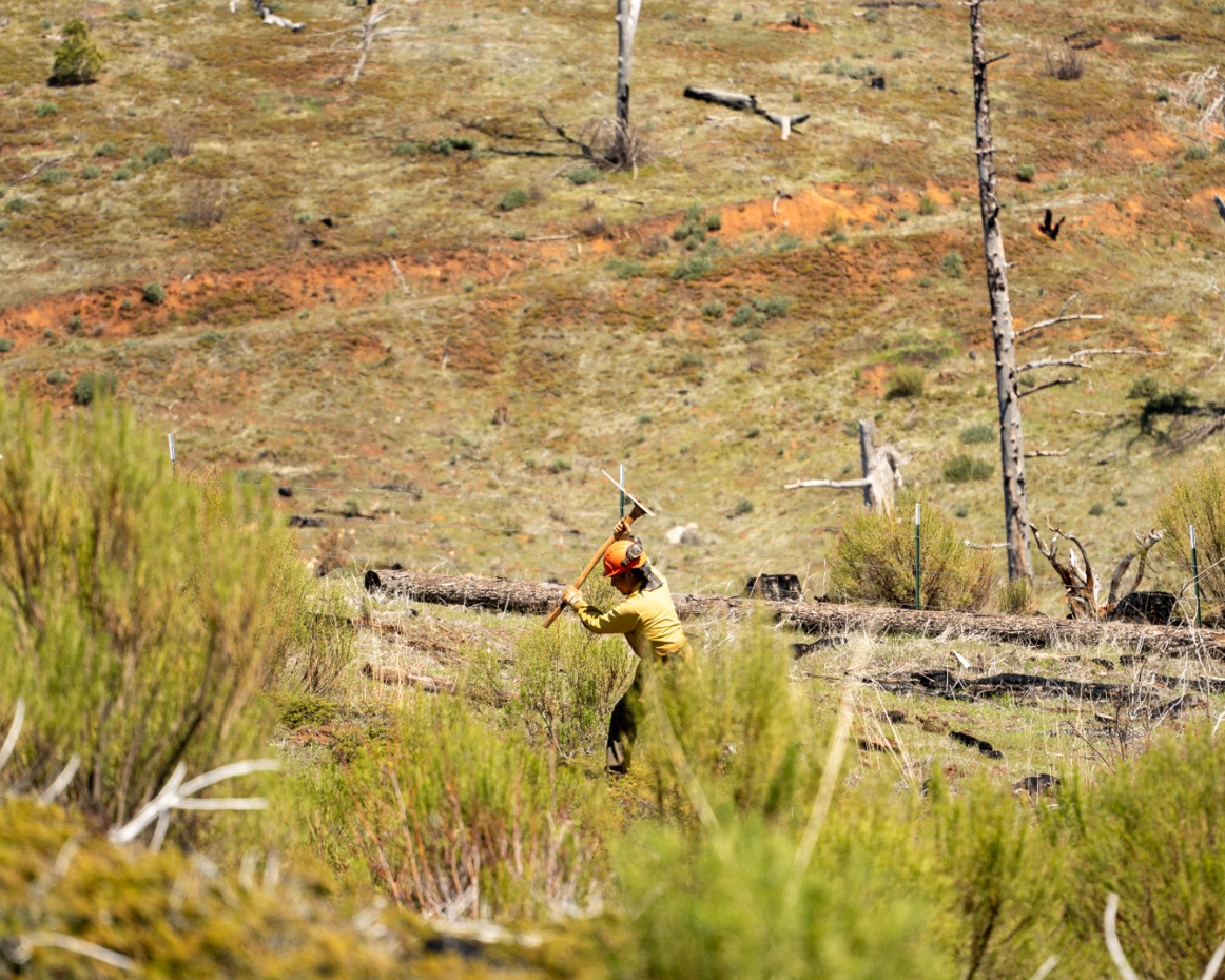 Tree Planting: California Post Fire Restoration