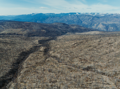 Tree Planting: B.C. Post Fire Recovery