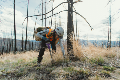 Tree Planting: B.C. Post Fire Recovery
