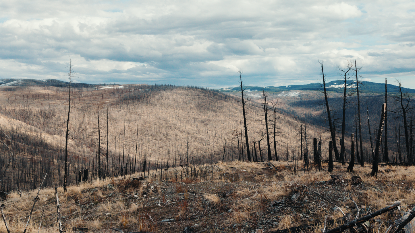 Tree Planting: B.C. Post Fire Recovery