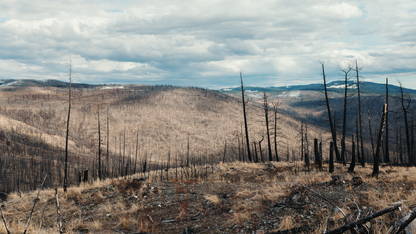 Tree Planting: B.C. Post Fire Recovery