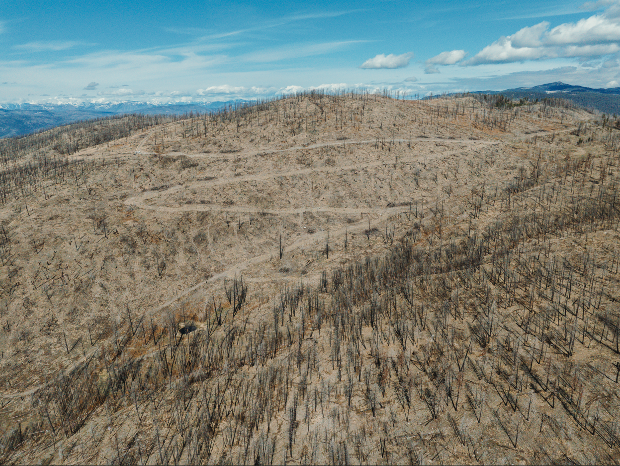 Tree Planting: B.C. Post Fire Recovery