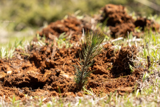 Tree Planting: California Post Fire Restoration