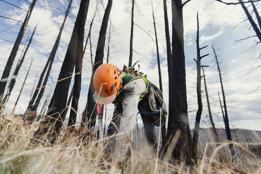 Tree Planting: B.C. Post Fire Recovery