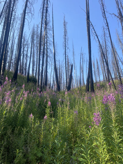 Tree Planting: B.C. Post Fire Recovery